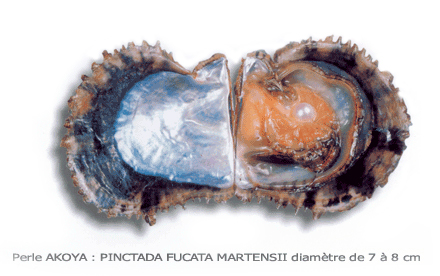 Huitre perliere du japon - perle akoya - authentique perle - vraies perles de l'ocean - perle d'huitre